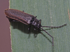 Omalisus fontisbellaquei