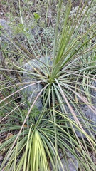 Agave striata