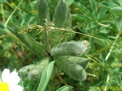 Lupinus pilosus