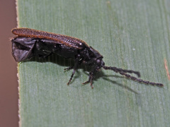 Omalisus fontisbellaquei