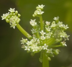 Valerianella