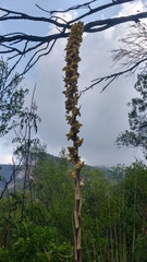 Dasylirion cedrosanum