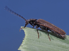 Omalisus fontisbellaquei