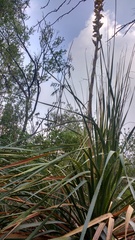 Dasylirion cedrosanum