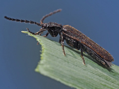 Omalisus fontisbellaquei