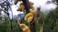 Dasylirion cedrosanum