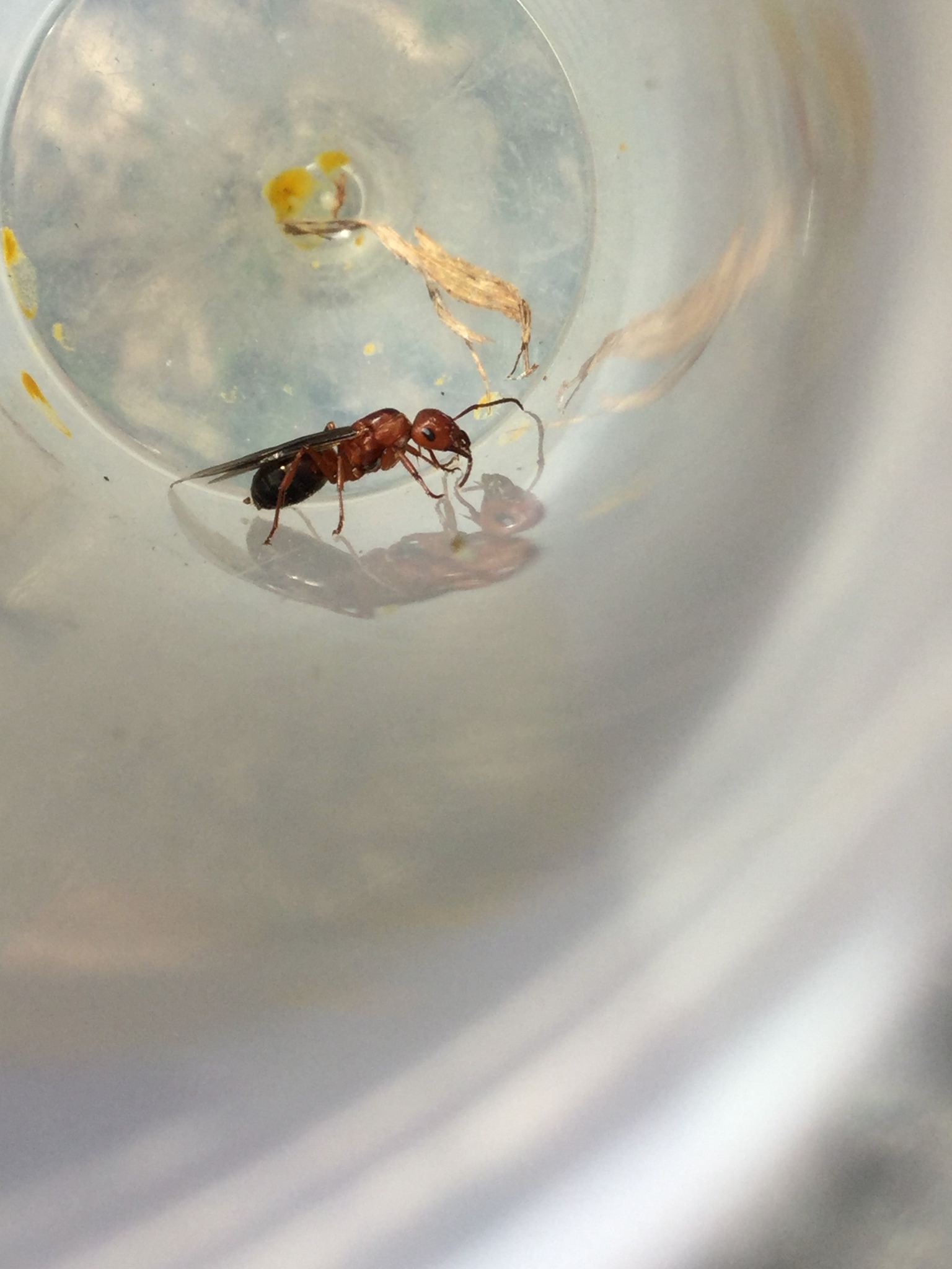 Formica sanguinea