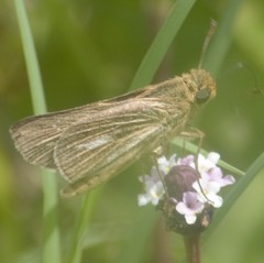 Panoquina panoquin