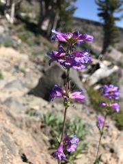 Penstemon euglaucus