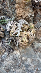Selaginella novoleonensis