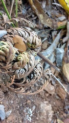 Selaginella novoleonensis