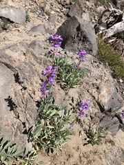 Penstemon euglaucus