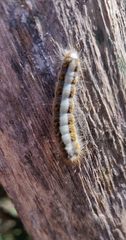Acronicta psi