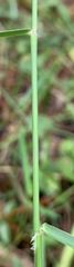 Sacciolepis striata image