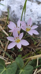 Colchicum cupanii