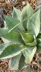Agave ovatifolia