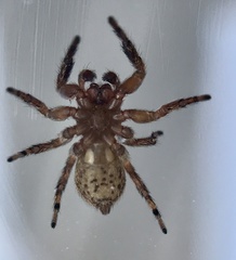 Mexigonus morosus