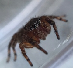 Mexigonus morosus