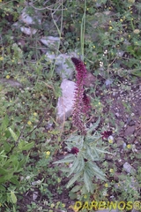 Lysimachia atropurpurea