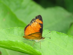 Tegosa anieta