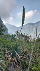 Dasylirion cedrosanum