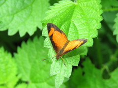 Tegosa anieta