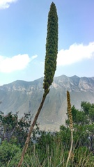 Dasylirion cedrosanum