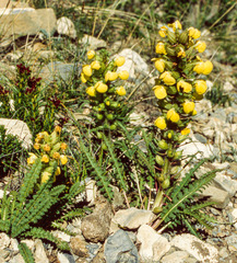 Pedicularis bicornuta
