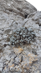 Helichrysum amorginum