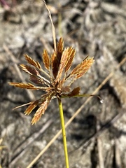 Cyperus filicinus