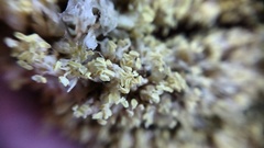 Dasylirion cedrosanum