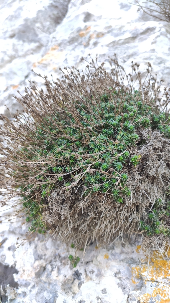 Cynanchica abbreviata