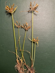 Cyperus filicinus