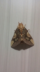 Citheronia brissotii