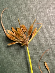 Cyperus filicinus
