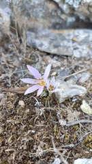 Colchicum cupanii