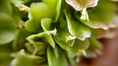 Dasylirion cedrosanum