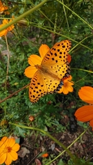 Argynnis hyperbius