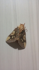 Citheronia brissotii