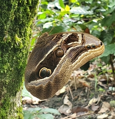 Eryphanis aesacus