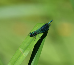 Calopteryx splendens