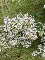 Symphyotrichum urophyllum
