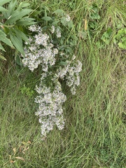 Symphyotrichum urophyllum