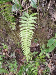 Blechnum occidentale