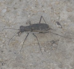 Ellipsoptera marginata