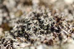 Grimmia macroperichaetialis