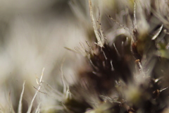 Grimmia macroperichaetialis