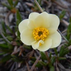 Dryas ajanensis