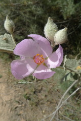 Malacothamnus niveus