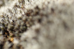 Grimmia macroperichaetialis